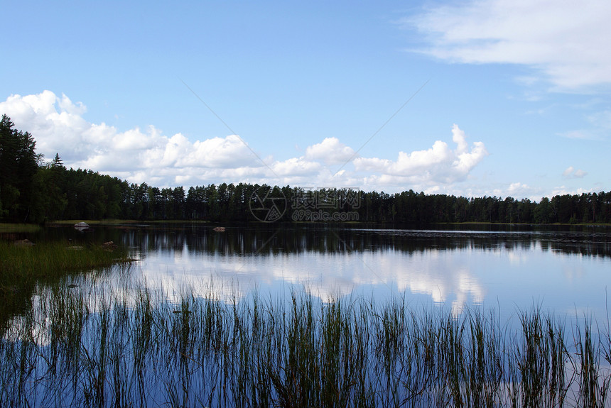 森林湖的蓝色时刻图片