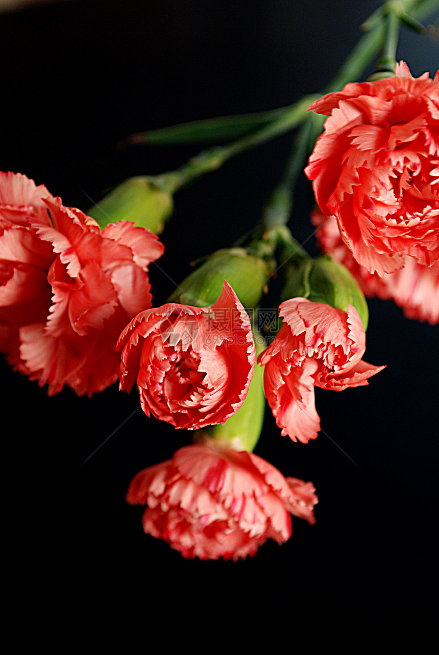 康乃馨石竹花朵粉红色花园花瓣植物群植物植物学图片