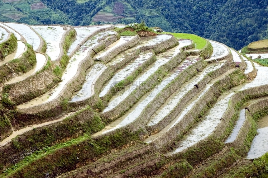 长山Guilin的田间稻田场地农场农民农村绿色村民丘陵树木乡村山脉图片