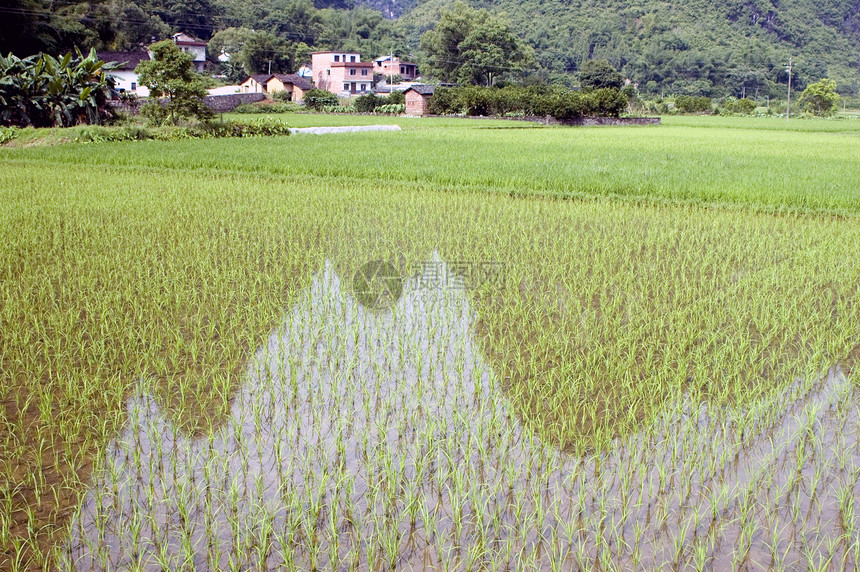 有反省的稻田图片