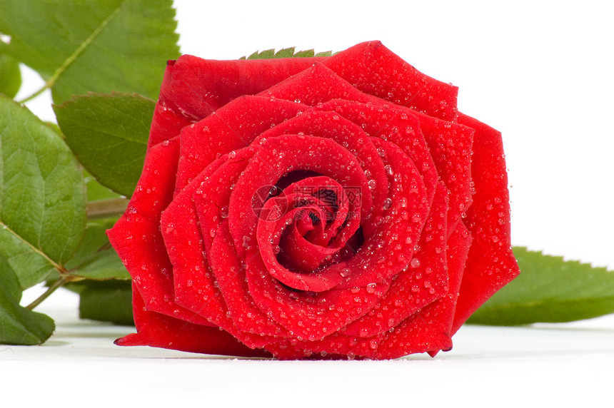 红玫瑰在白色背景上被孤立宏观粉色玫瑰园艺花园礼物念日红色叶子花瓣图片
