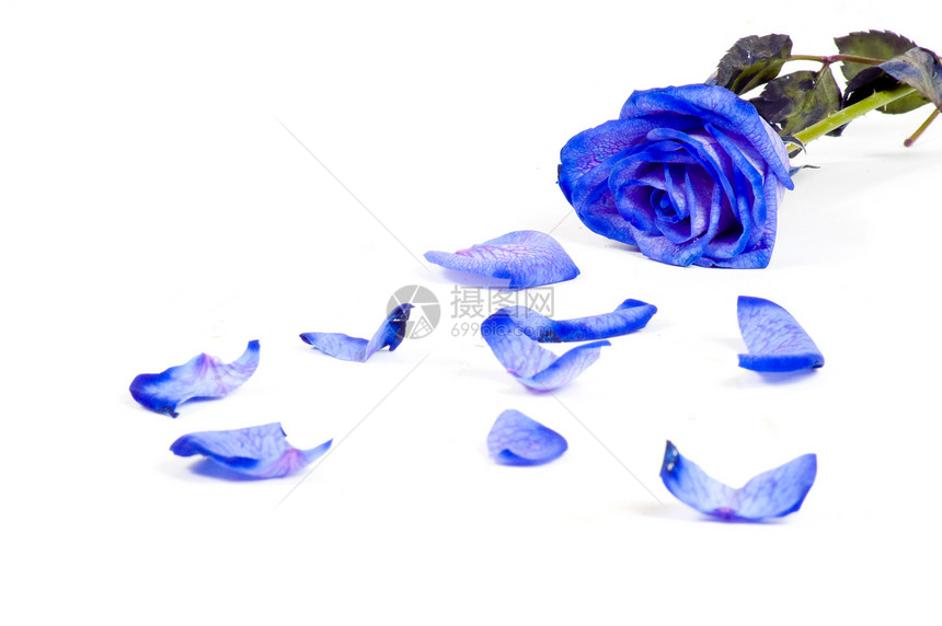 许多玫瑰叶 蓝色玫瑰 在白色背景上被隔离了图片