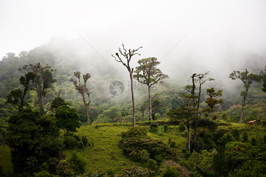 高云林树森林天篷环境植物群绿色乡村植物栅栏场地丛林图片