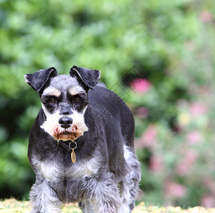 微积分Schnauzer忠诚度鼻子犬类动物宠物哺乳动物眼睛背景图片