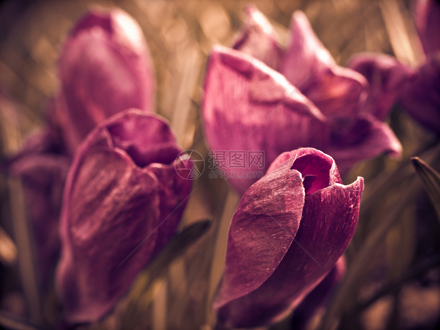 鳄鱼花花紫色欢乐太阳宏观阳光脆弱性花瓣问候语花园红花图片