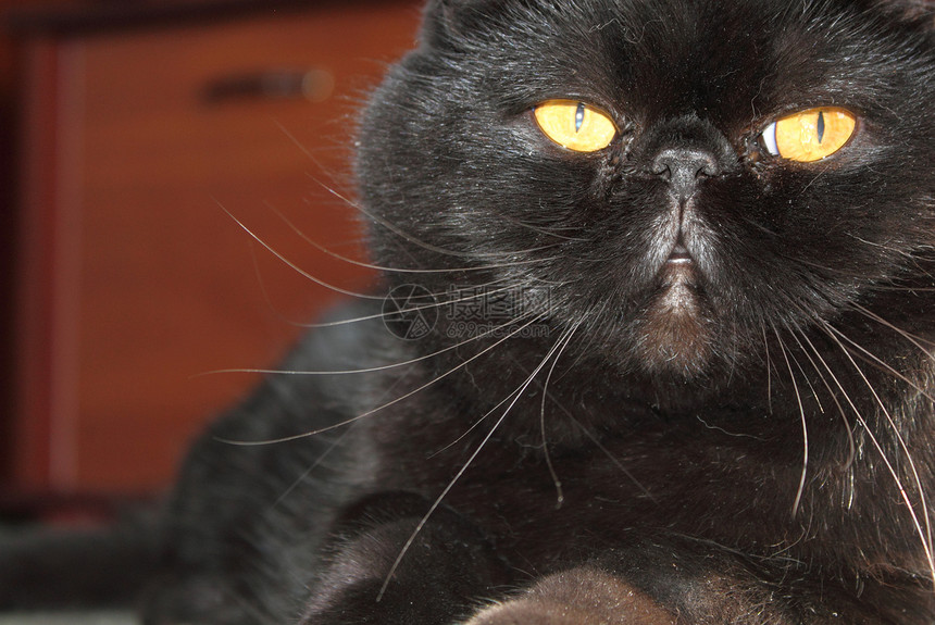 黑猫男性黄色猫咪头发猫科眼睛墙纸宠物动物危险图片