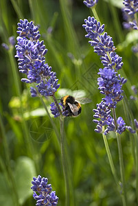 蜜蜂聚集拉凡德花粉背景图片