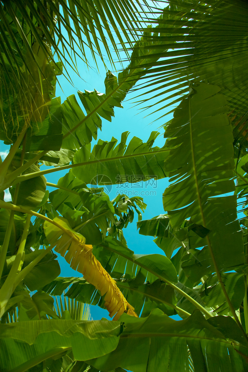 天空中棕榈叶叶子绿色蓝色热带晴天天堂棕榈阳光日光植物图片