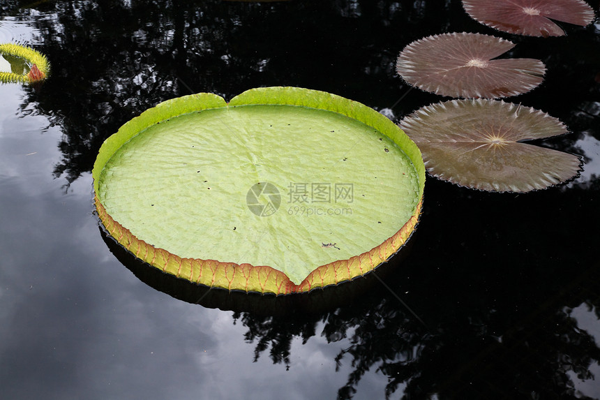 在一个植物园中展示的水百合反射绿色花园图片