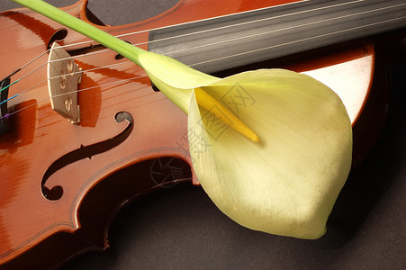 拉小提琴的里尔背景图片