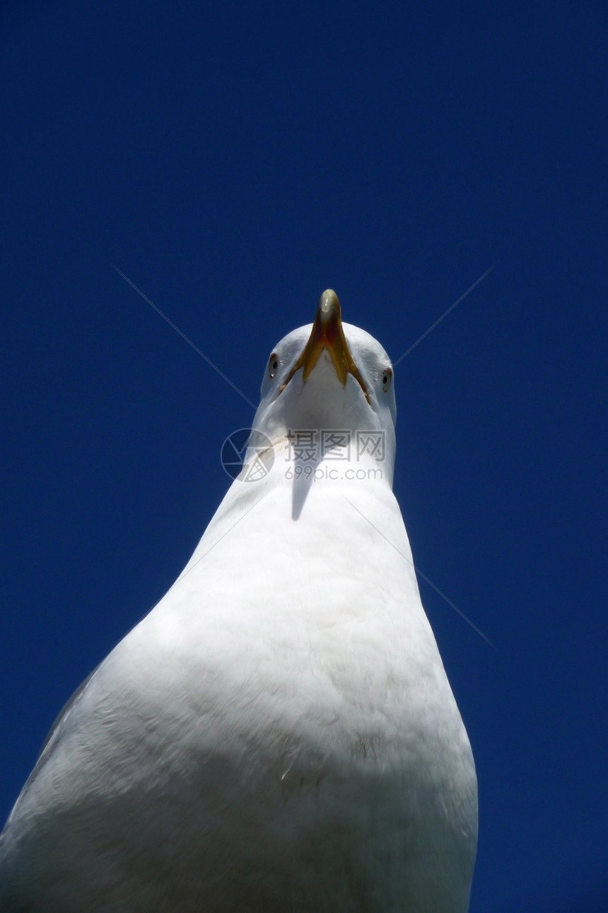 海鸥鸥科羽毛蓝色野生动物身体天空龟形动物鸟类白眼图片