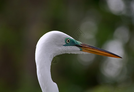 佛罗里达一个公园中的热带鸟白色野生动物蓝色羽毛眼睛苍鹭荒野池塘脖子背景图片