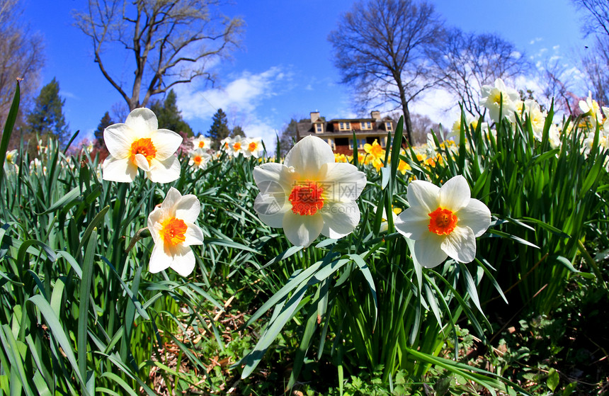 水仙花在春天盛开国家农村灯泡白色公园季节植物花瓣晴天花园图片