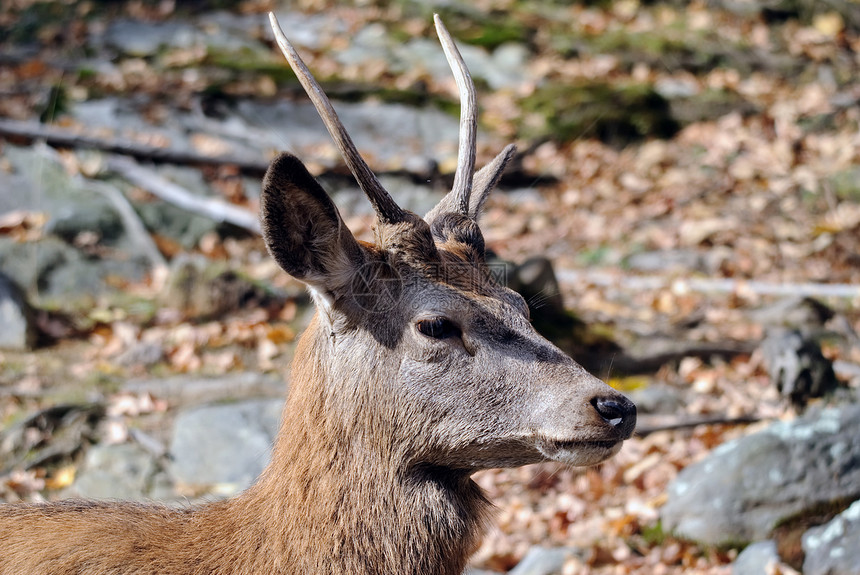 瓦皮提野生动物棕色哺乳动物荒野动物鹿角男性图片