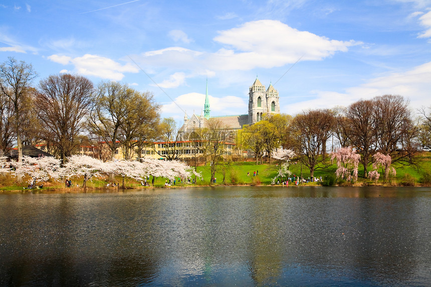 新泽西的樱花花节公园时间教会游客观光蓝色旅游旅行季节反射图片