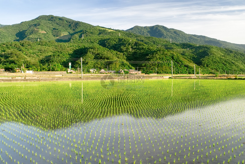 美丽的绿绿农场文化森林草原环境生长地面场景食物草地场地图片