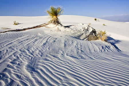 白沙丘国家纪念碑孤独国家旅游白色沙丘旅行纪念碑植物天空背景图片