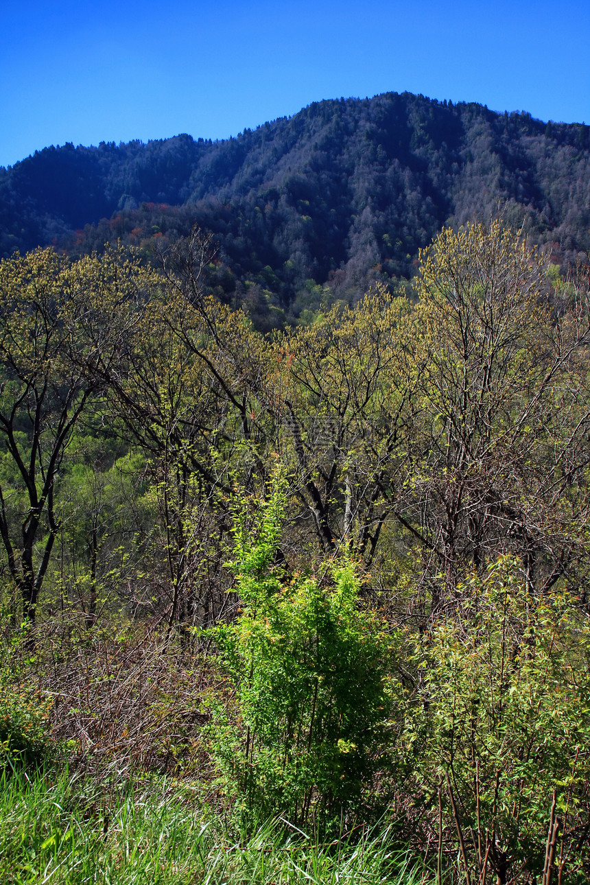 烟雾山区国家公园疾病蓝色背包地球顶峰松树大路场景季节森林图片