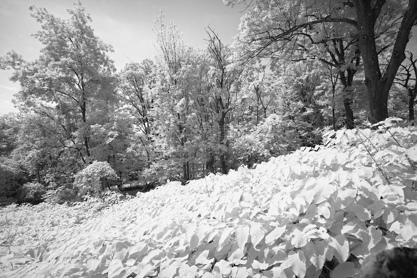 新泽西的南山保留地森林美化红外线岩石梦幻石头风景灌木丛松树白色图片