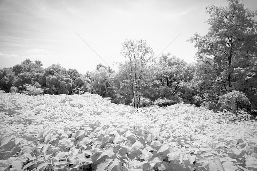 新泽西的南山保留地棕褐色白色公园灌木丛梦幻岩石阴影松树支撑风景图片