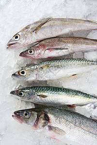 冰上海产鱼类午餐尾巴鲭鱼标本渔业饮食餐厅动物皮肤厨房欧米茄高清图片素材