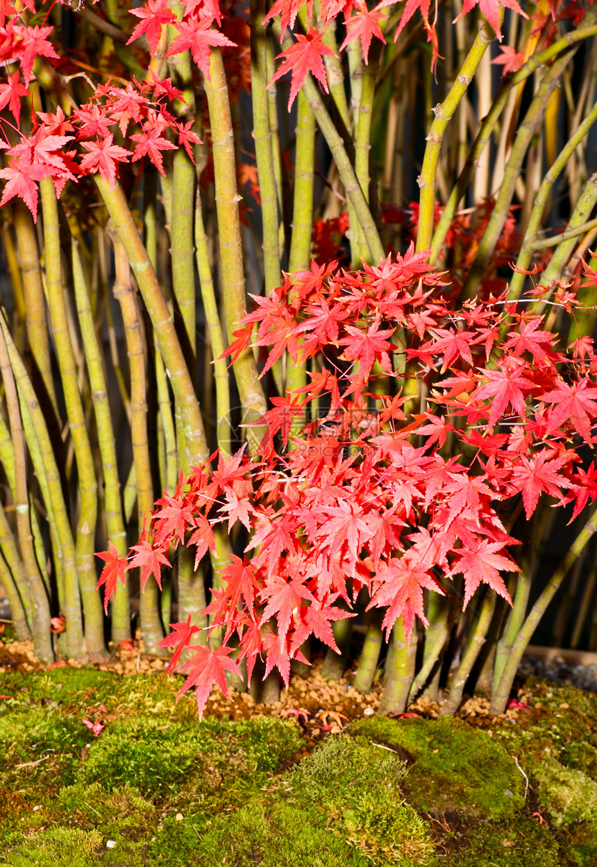 一个日本菊花秀花园妈妈标记代码展示花束植物花瓣菊花地理图片