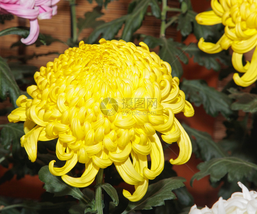 一个日本菊花秀植物花瓣菊花展示妈妈代码地理花园季节花束图片