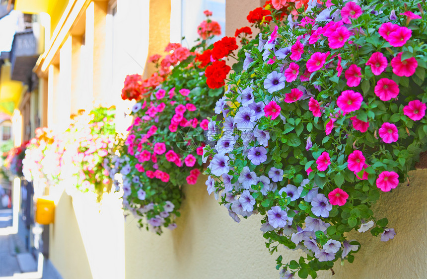圣沃尔夫冈的花窗装饰假期反射窗户村庄晴天农村绿色住宅旅游房子图片