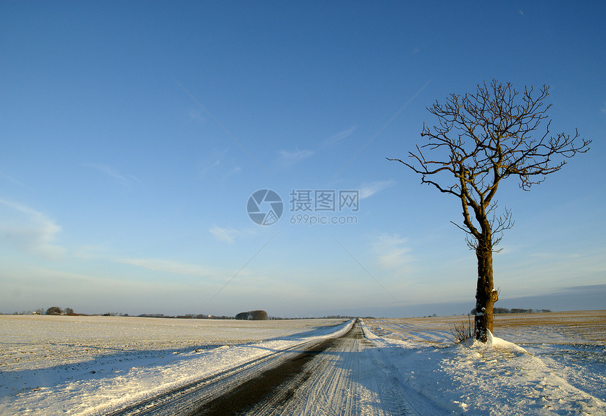 冬季风景中的孤树图片