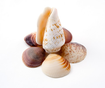 贝壳纪念品蜗牛假期作品背景图片