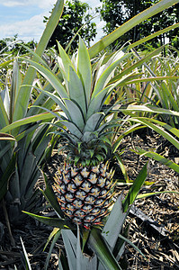 菠萝种植种植园饮食生长农场水果农田热带营养植物食物甜的高清图片素材