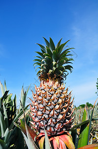 菠萝对蓝天自然高清图片素材