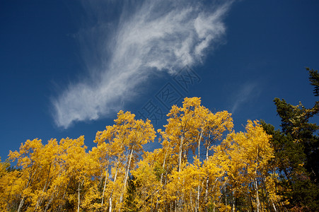 秋秋花树森林天空黄色树木蓝色背景图片