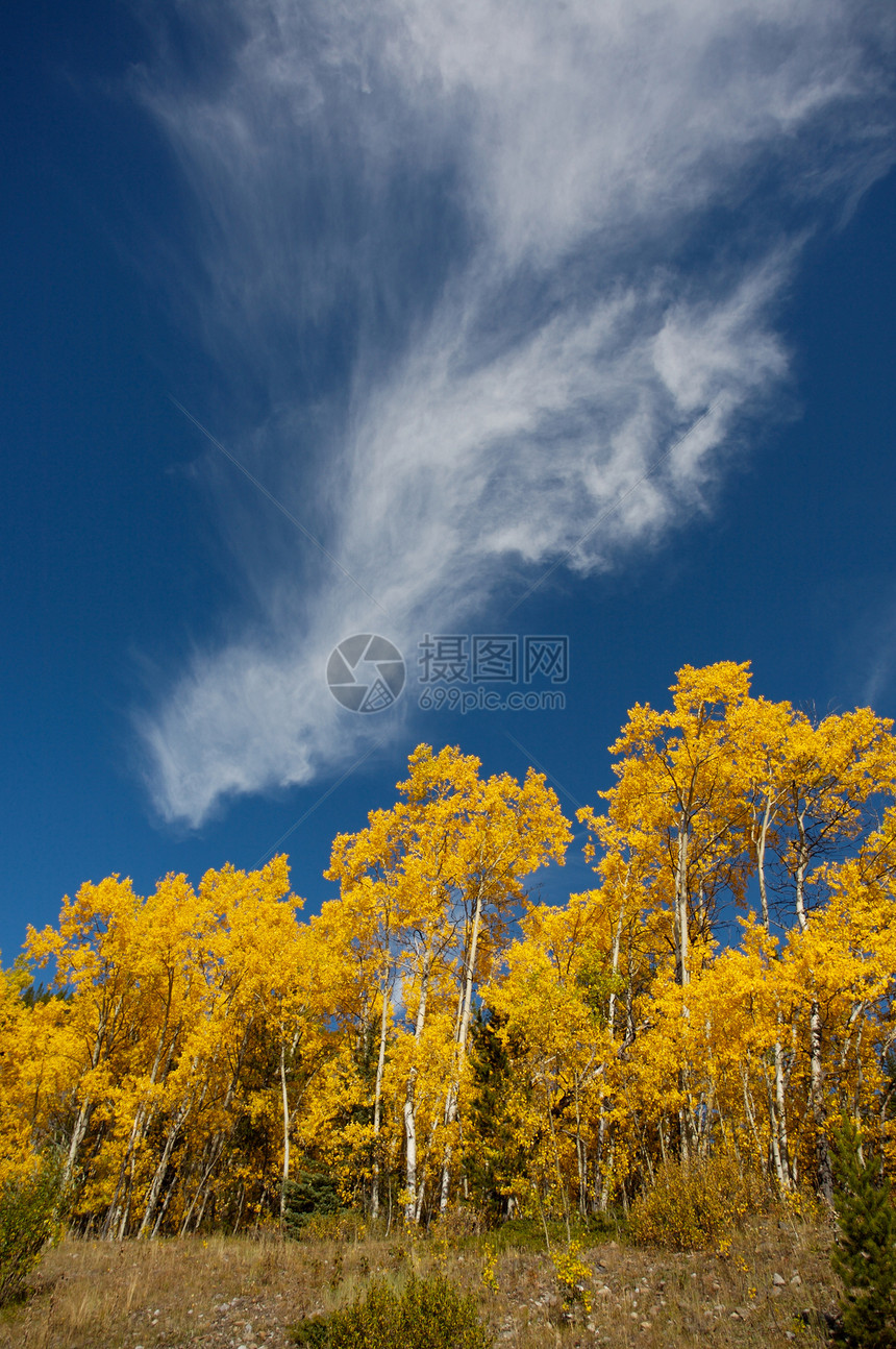 秋秋花树树木天空森林黄色蓝色图片