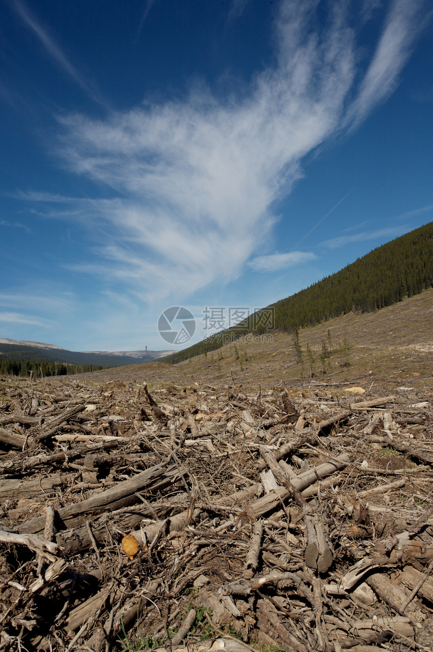 伐木清除切割日志环境遗迹销毁伐木业树木林业记录木材生态图片