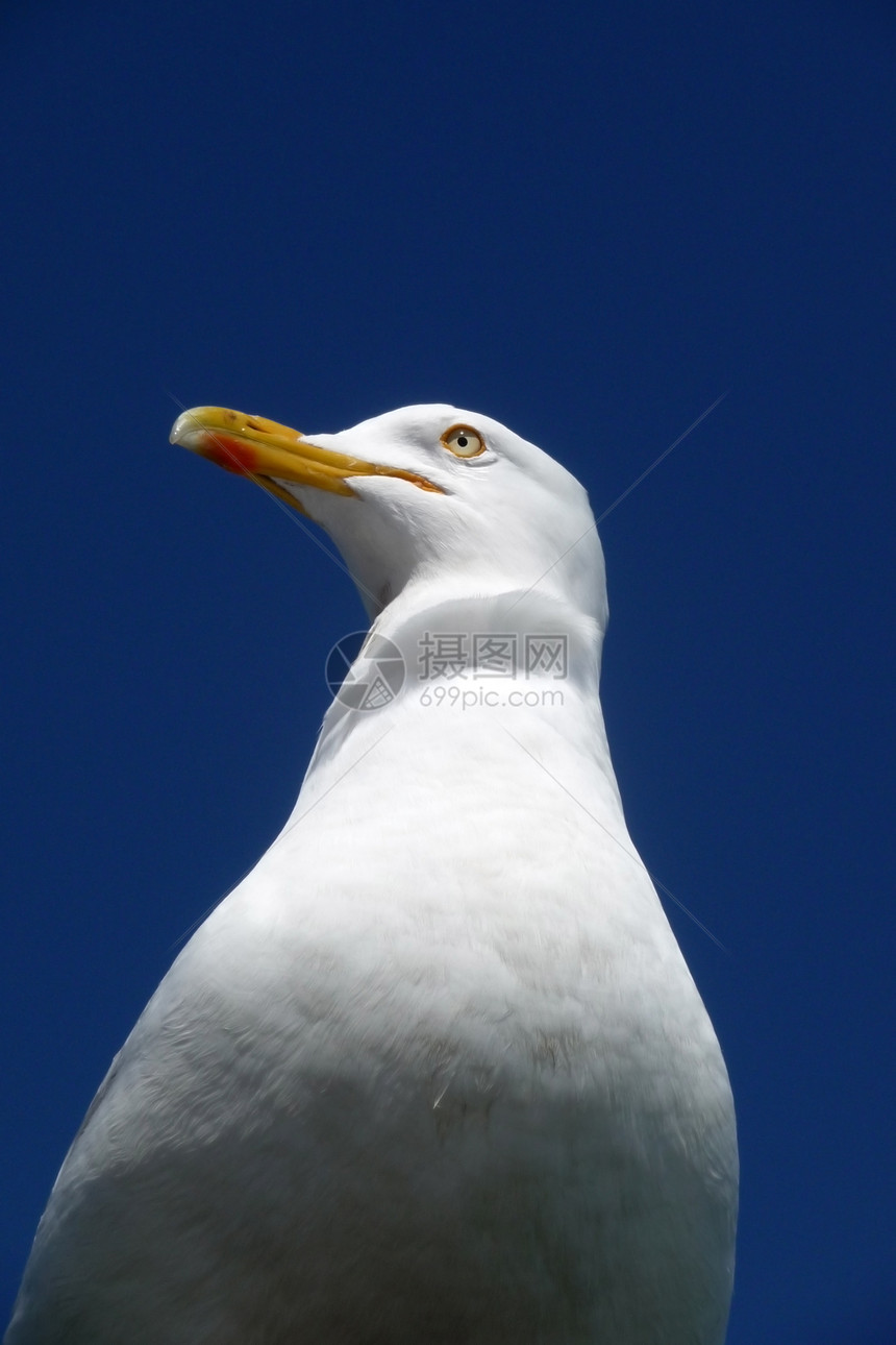 海鸥身体鸥科鸟类白眼蓝色宏观翅膀野生动物动物天空图片