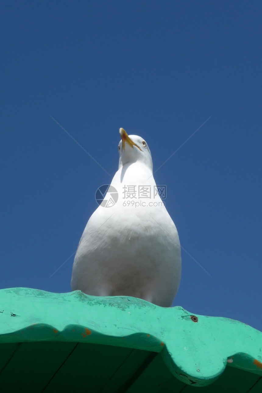 佩奇海鸥天空野生动物身体栖息鸥科白眼宏观蓝色翅膀鸟类图片