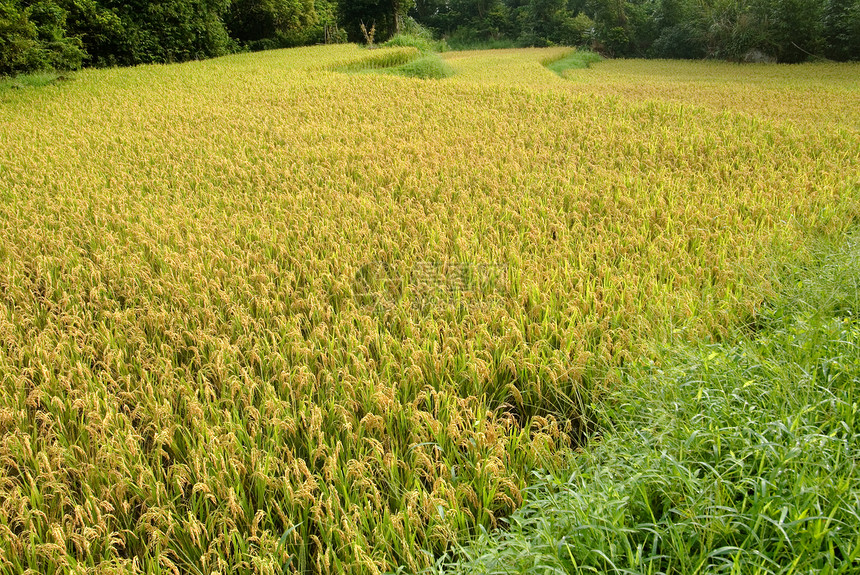 黄色的熟米食物气氛种子粮食生产栽培稻田种植园农村农场图片