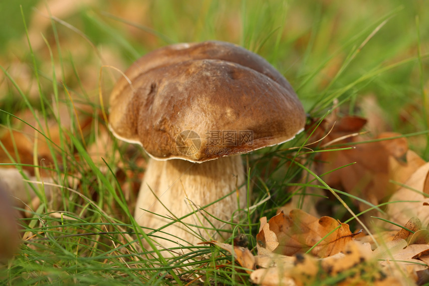 草地上的棕蘑菇和棕叶图片