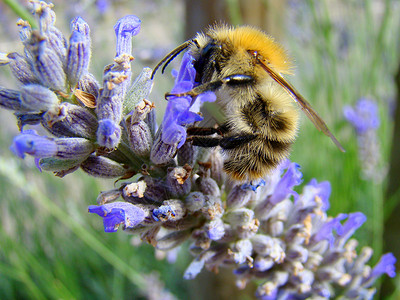 熏衣菜上的蜜蜂薰衣草植物动物花园紫色背景图片
