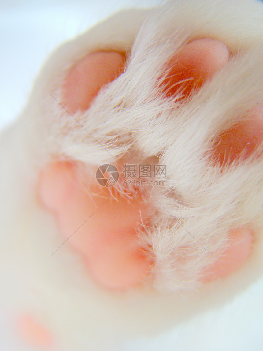 猫爪宠物动物白色毛皮细节图片