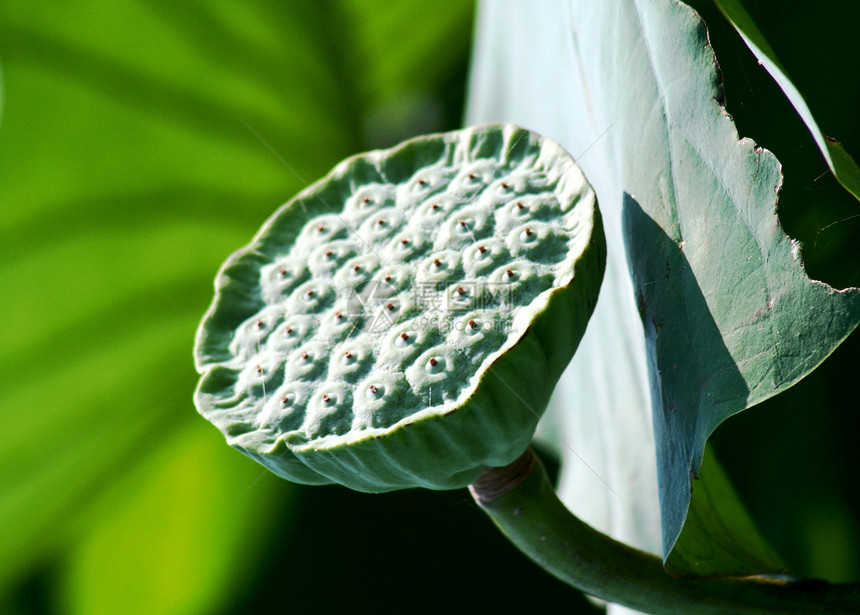 莲花荒野植被叶子树叶绿色粉色海洋花朵沼泽图片