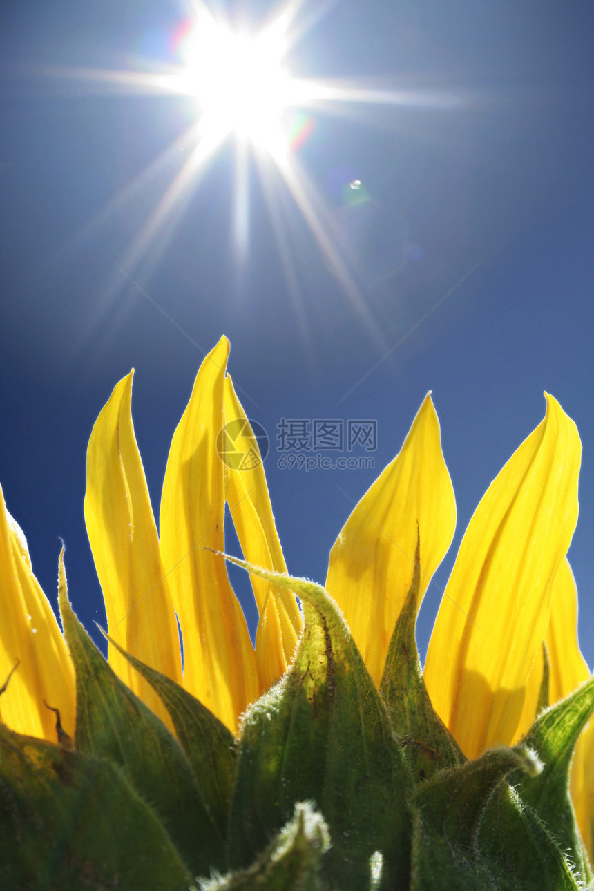 向日葵食物花粉种子花瓣花园场地太阳晴天叶子国家图片