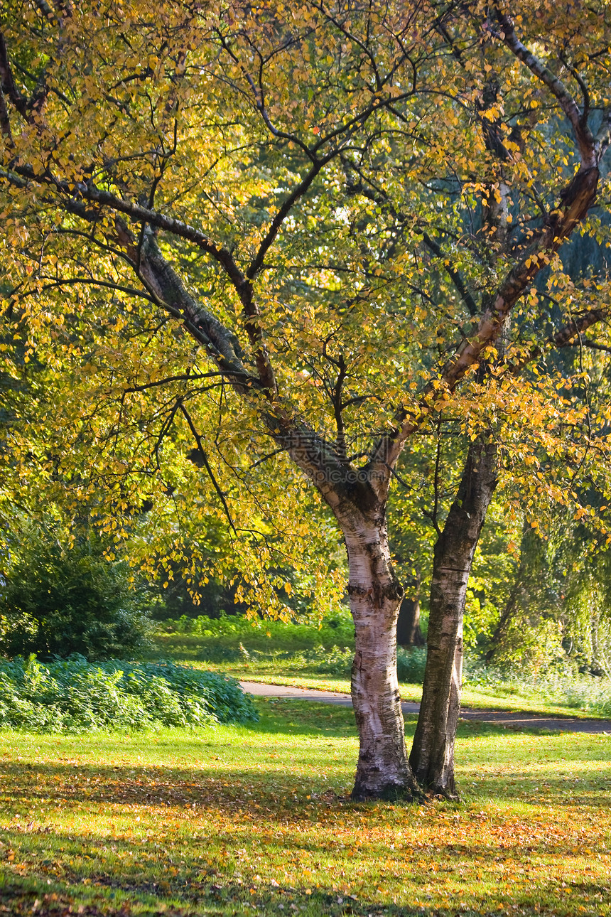 Birch树倒在公园里图片
