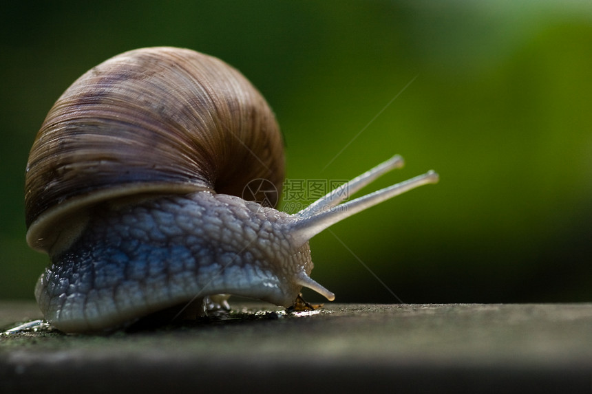 大勃伦底蜗牛在爬图片