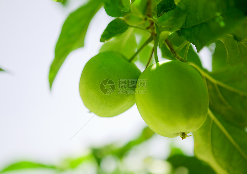 绿苹果生长花园食物蔬菜水果小吃种植园饮食农场叶子图片