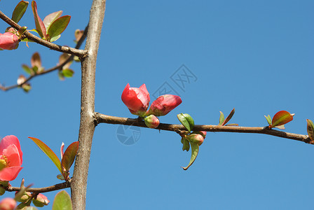 鲜花 水果苹果白花区系农场果园植物花园背景图片