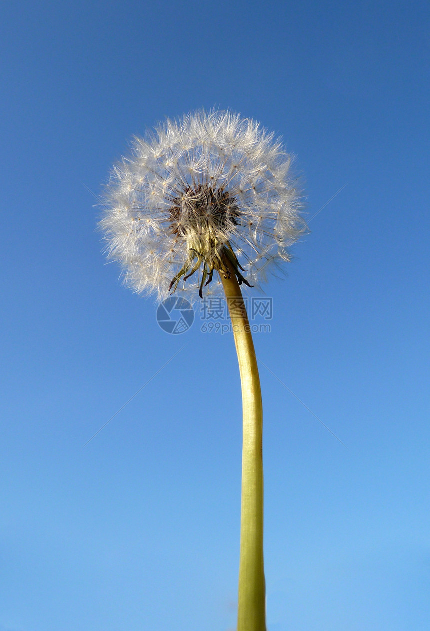 Dandelion 时钟植物种子园艺叶子宏观植物群生长天空蓝色花园图片