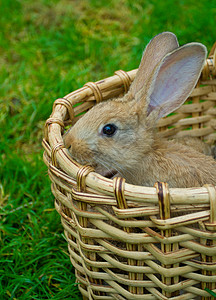 绿色兔子瓷罐篮子里的小兔子棕色耳朵宠物兔子哺乳动物绿色婴儿毛皮背景