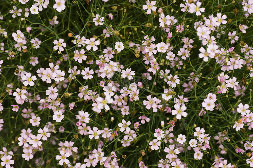 很多粉红色的 吉普索菲拉花朵图片